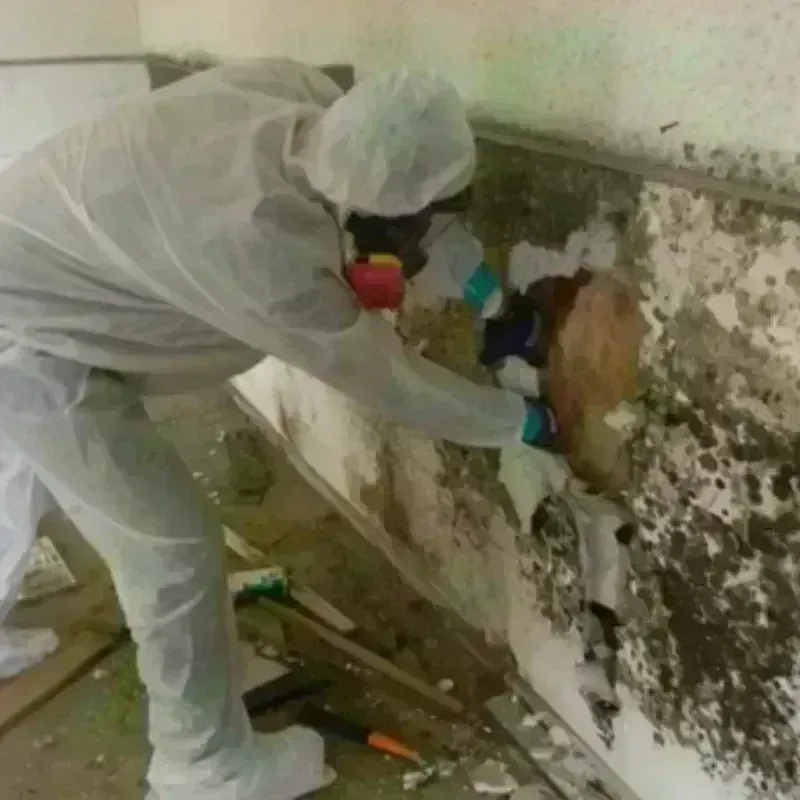 Mold Remediation and Removal in Stedman, NC